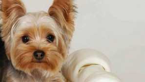 Yorkshire teriér - mal, ano smazat